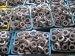 single row tapered roller bearing