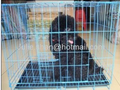 PVC coated galvanized dog cage