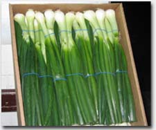 Spring Onions