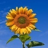 Sunflower Oil ( refined & crude)