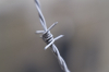 barbed wire