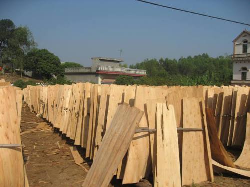 Eucalyptus Core Veneer