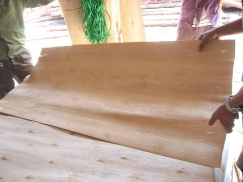 Eucalyptus Veneer