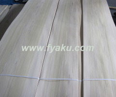 Yellow Poplar Veneer