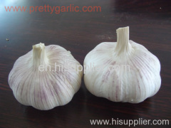 fresh normal white garlic