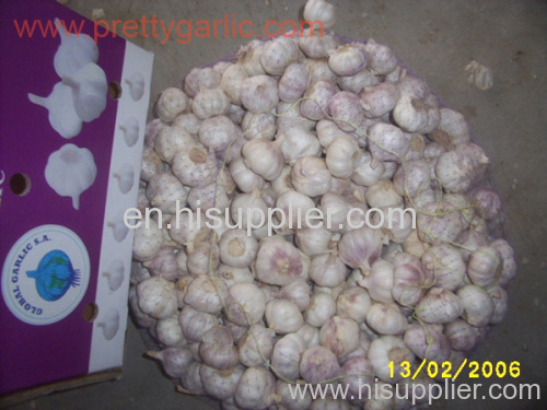 Supply China Garlic Pure White Garlic Normal White Garlic