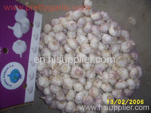 Normal White Garlic