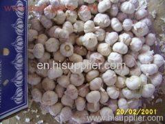 fresh garlic Garlic cold preserved Garlics