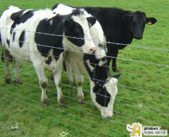 Galvanized Cattle Fence