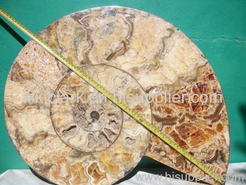 AMMONITE