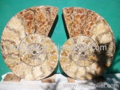 AMMONITE CLEONICERAS