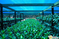 HDPE Shade netting