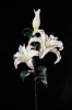 artificial lily flower