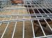 wiremesh fence