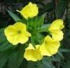 Evening Primrose Oil