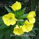 Evening Primrose Oil