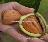 Walnut Oil