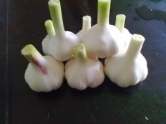 Fresh Garlic