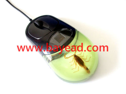 real scorpion inside optical computer mouse,scorpion mouse,insect mouse