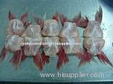 FROZEN PANGASIUS FIN