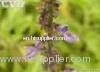 Coleus forskohlii extract(jesslie at snowlotusbiotech dot com)