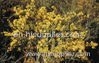 Limonium aureum extract(jesslie at snowlotusbiotech dot com)