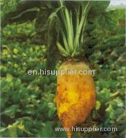 Beta Vulgaris extract(jesslie at snowlotusbiotech dot com)