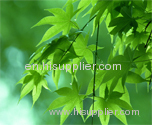 Sodium Copper chlorophyllin(jesslie at snowlotusbiotech dot com)