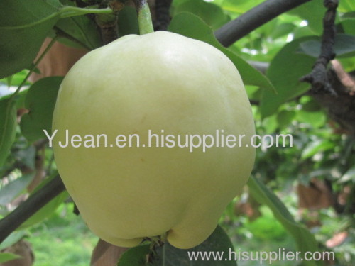 Zao su pear