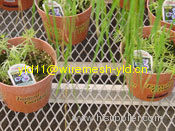 Green House Benches(flattened expanded metal sheet)