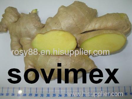 Fresh Ginger ( bella ATsovimexcoDOTcom)