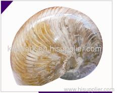 NAUTIL AMMONITE