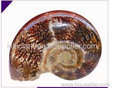 DIFFUSER AMMONITE