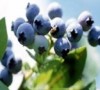 Bilberry P. E.