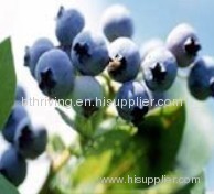 Bilberry P E extract herb extract Anthocyanidins