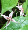 Epimedium P. E.