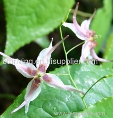 Epimedium P E Icariin & Icariins