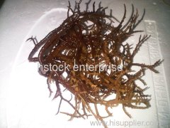 seaweed gelatin carrageenan Halal