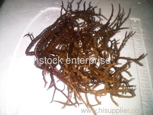 spinosum seaweed, Eucheuma Spinosum