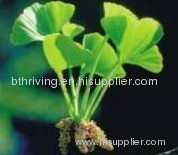 Ginkgo Biloba P . E .