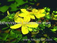 St. John's Wort P. E.