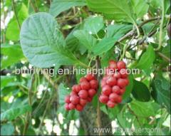 Schisandra Chinensis P. E .