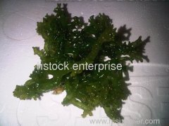 seaweed gelatin carrageenan