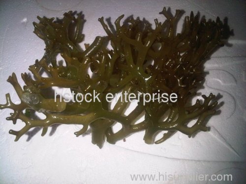 gelatin carrageenan halal seaweed