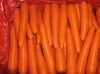 2011 new fresh carrots