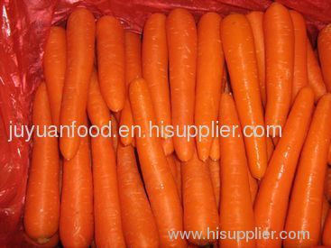 2011 new fresh carrots