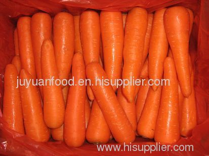 2011 new crop fresh carrots