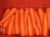 2011 new crop fresh red carrots