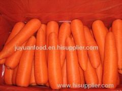2011 new crop fresh red carrots