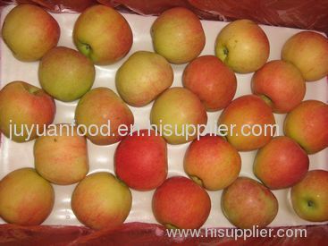 shandong fresh fuji apples